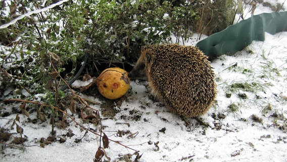 Ein Igel sucht nach Futter © NDR Foto: Viola Bruhn aus Röbel