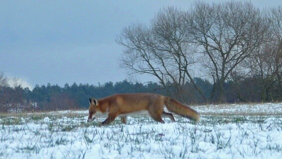 Ein Fuchs auf einer Wiese kommt in die Nähe der Menschen © NDR Foto: Brigitte Ahlgrimm aus Priepert