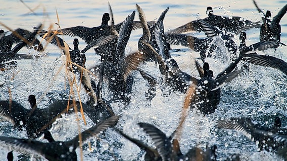Eine Gruppe Blässhühner startet aus dem Wasser. © NDR Foto: Frank Weitzner aus Grimmen