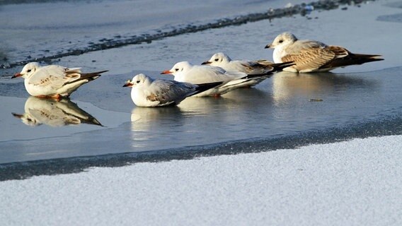 Möwen genießen auf einer Eisfläche die Sonne. © NDR Foto: Helgard Schnabel aus Neubrandenburg