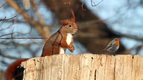 Eichhörnchen und Rotkehlchen © NDR Foto: Helgard Schnabel aus Neubrandenburg