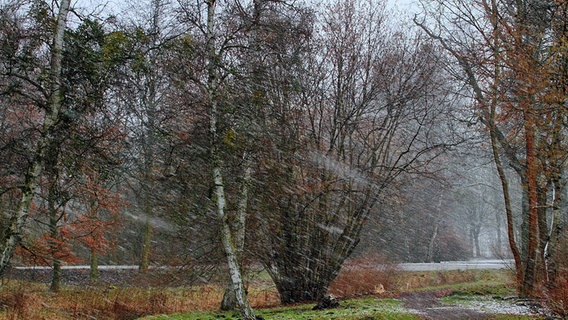 Schneegestöber am Tollensesee © NDR Foto: Helgard Schnabel aus Neubrandenburg