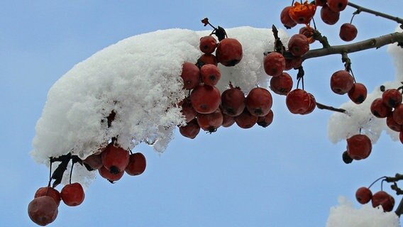 verschneite Früchte an einem Baum © NDR Foto: Karsten Hillmann aus Neubrandenburg