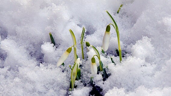 Schneeglöckchen im Schnee © NDR Foto: Klaus Prielipp aus Neubrandenburg