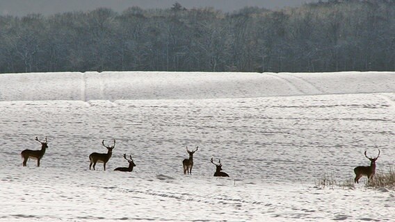 Damwild im Schnee © NDR Foto: Angelika Hohm aus Pinnow