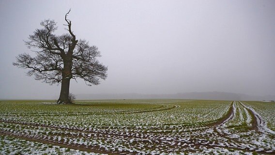 Eine riesige Eiche steht alleine auf einem schneebedeckten Feld © NDR Foto: Werner Bayer aus Neubrandenburg