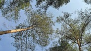 Blick vom Waldboden in Baumkronen hinauf © NDR Foto: Elke Lietz aus Neubrandenburg