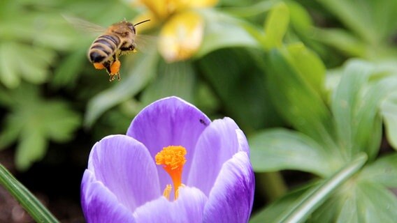 Eine Biene im Anflug auf eine Krokusblüte © NDR Foto: Eckhard Sack aus Feldberger Seenlandschaft
