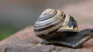 Eine Schnecke auf einem Stein © NDR Foto:  Loreen Ruckick aus Deven