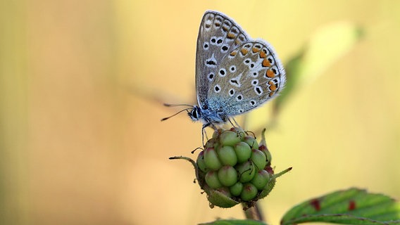 Ein Bläuling sitzt auf einer Brombeere © NDR Foto: Helgard Schnabel aus Neubrandenburg