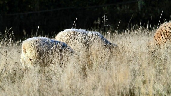 Schafe stehen auf einem Feld. © NDR Foto: Helgard Schnabel aus Neubrandenburg