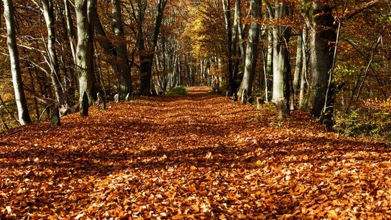 Waldweg bei Goldenbaum © NDR Foto: Bernd Kamischke aus Neubrandenburg