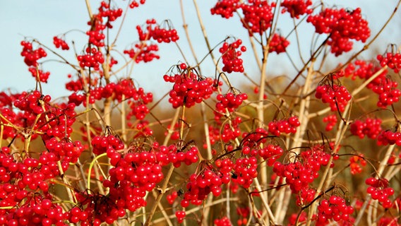 Beeren des "Gewöhnlichen Schneeballs" © NDR Foto: Eckhard Wolfgramm aus Salow