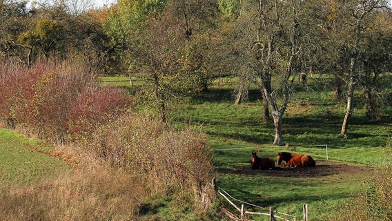 Zwei Pferde liegen im Sonnenschein auf ihrer Koppel © NDR Foto: Wilfried Baganz aus Neustrelitz