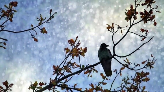 Sonne und Regen über einem Vogel © NDR Foto: Helgard Schnabel aus Neubrandenburg