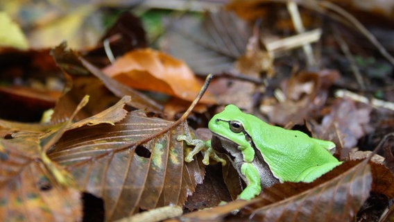 Grüner Frosch im Laub © NDR Foto: Jacqueline Dielenberg aus Burg Stargard