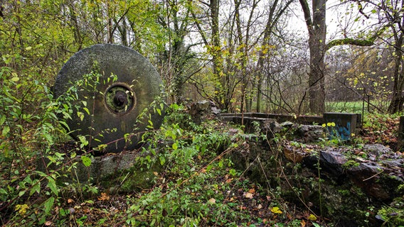 Überreste einer Mühle aus Stein eingewachsen in Strauch und Bäumen © NDR Foto: Bernd Kaminski aus Neubrandenburg