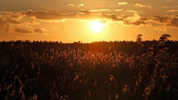 Leuchtender Sonnenuntergang über einem Feld © NDR Foto: Karsten Hillmann aus Neubrandenburg