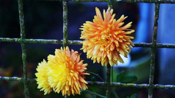 Drei gelb-orange farbene Blüten wachsen durch einen grünen Zaun. © NDR Foto: Loreen Ruckick aus Deven
