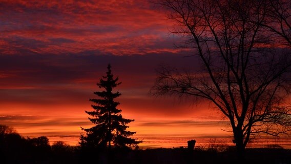 Rot-violetter Sonnenaufgang hinter einer Tanne © NDR Foto: Loreen Ruckick aus Deven