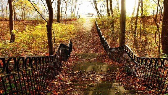Treppe in einem Wald mit rotem Herbstlaub und goldenem Licht. © NDR Foto: Klaus-Dieter Schroeder aus Neubrandenburg