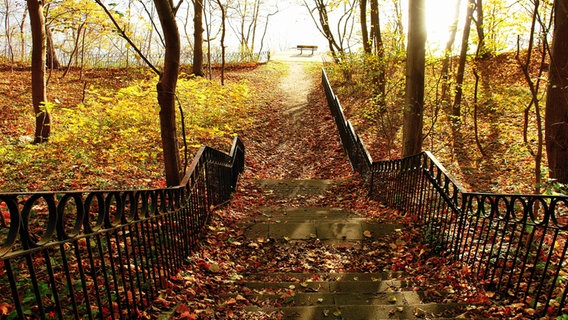 Treppe in einem Wald mit rotem Herbstlaub und goldenem Licht. © NDR Foto: Klaus-Dieter Schroeder aus Neubrandenburg