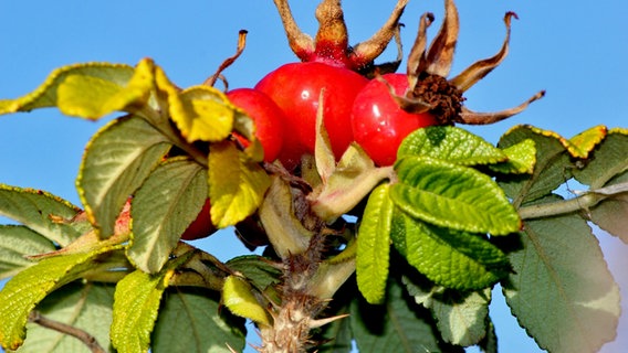 Hagebutten vor blauem Himmel © NDR Foto: Eckhard Wolfgramm aus Salow