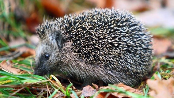 Ein junger Igel durchwühlt das Laub auf einem Waldweg am Tollensesee. © NDR Foto: Karsten Hillmann aus Neubrandenburg