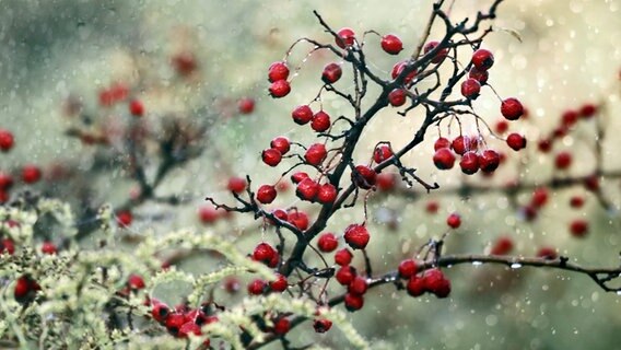 Beeren am Weißdorn-Strauch © NDR Foto: Helgard Schnabel aus Neubrandenburg