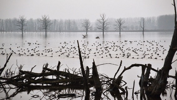 Enten schwimmen auf einem See. © NDR Foto: Werner Bayer aus Neubrandenburg