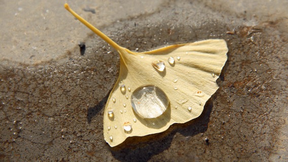 Auf einem gelben Ginkgoblatt sind mehrere Tropfen. © NDR Foto: Karin Mußfeldt aus Dobbertin