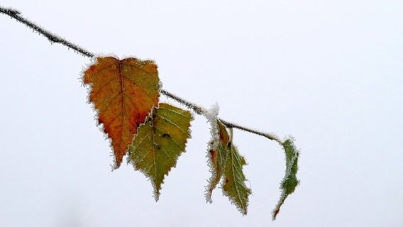 Blätter am Ast mit Raureif überzogen © NDR Foto: Helgard Schnabel aus Neubrandenburg