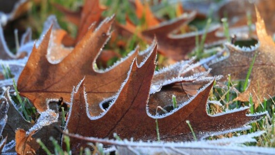 Eiskristalle an einem Blatt © NDR Foto: Helgard Schnabel aus Neubrandenburg