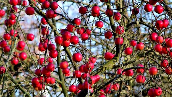 Rote Beeren © NDR Foto: Eckhard Wolfgramm aus Salow