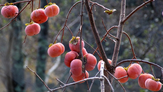 Früchte hängen an einem Zweig © NDR Foto: Karin Mußfeldt aus Dobbertin