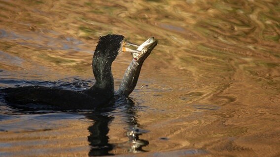 Ein Kormoran fängt einen Hecht © NDR Foto: Karl-Heinz Fritschek aus Neubrandenburg