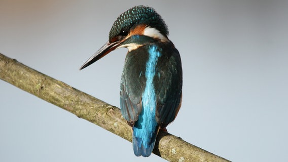 Ein Eisvogel auf einem Ast lauert auf Beute © NDR Foto: Karl-Heinz Fritschek aus Neubrandenburg