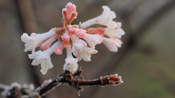 Blüten eines Winterschneeballs sind mit Raureif überzogen © NDR Foto: Helgard Schnabel aus Neubrandenburg