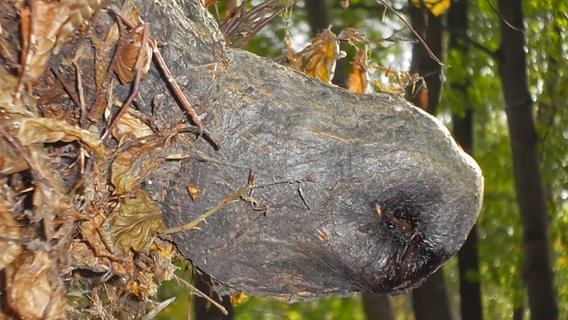 Ein Auswuchs am Buchenstamm sieht aus wie eine Nase © NDR Foto: Rudolf Schütze aus Neubrandenburg