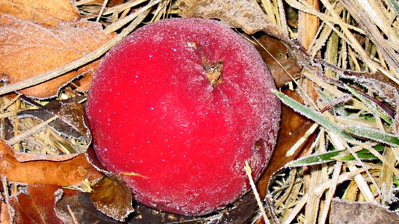 Reif auf einem roten Apfel © NDR Foto: Karin Mußfeldt aus Dobbertin