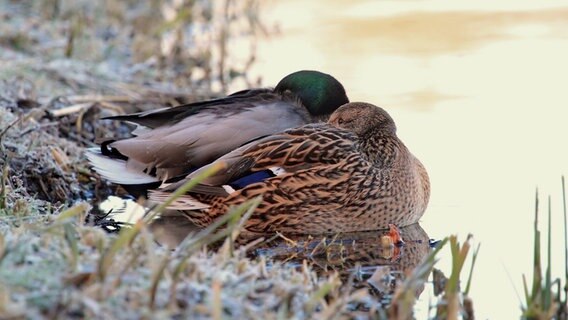 Zwei Enten sitzen am Ufer. © NDR Foto: Helgard Schnabel aus Neubrandenburg