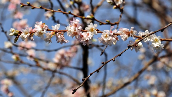 Zweig mit Kirschblüten © NDR Foto: Norbert Brandt aus Neubrandenburg