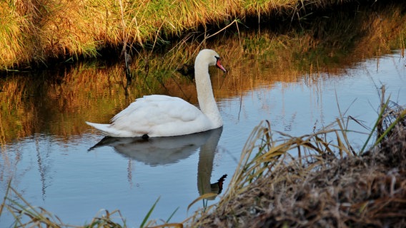 Ein Schwan schwimmt in einem Graben. © NDR Foto: Eckhard Wolfgramm aus Salow