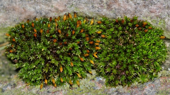 Grünes saftiges Moos auf steinigem Untergrund © NDR Foto: Eckhard Wolfgramm aus Salow