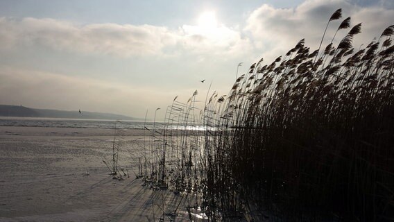 Tollensesee im Winter © NDR Foto: Renate Fuckert aus Neubrandenburg