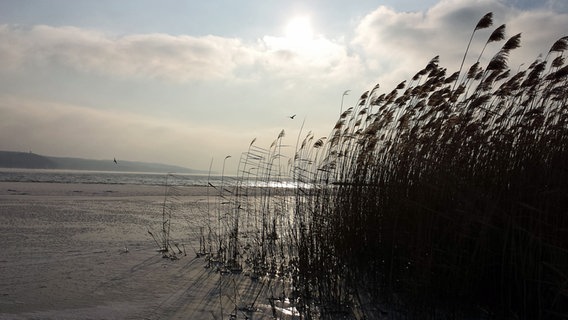 Tollensesee im Winter © NDR Foto: Renate Fuckert aus Neubrandenburg