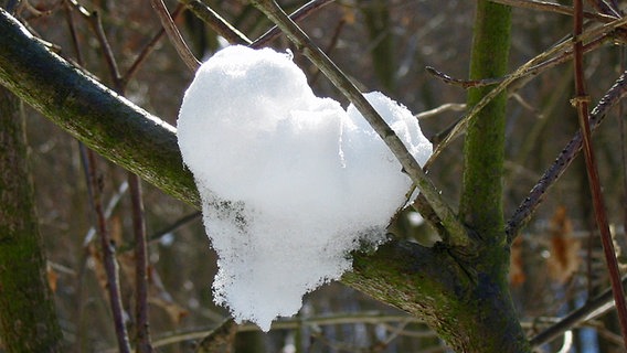 Ein Herz aus Schnee hängt in einem Baumwipfel fest. © NDR Foto: Karin Mußfeldt aus Dobbertin