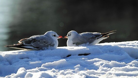 Zwei Möwen sitzen sich im Schnee gegenüber. © NDR Foto: Helgard Schnabel aus Neubrandenburg