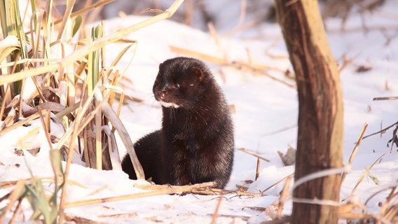 Mink oder amerikanischer Nerz © NDR Foto: Karl-Heinz Fritschek aus Neubrandenburg