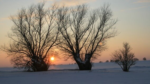 Landschaftsbild eines Feldes mit Bäumen, im Hintergrund der Sonnenuntergang © NDR Foto: Volker Neumann aus Demzin